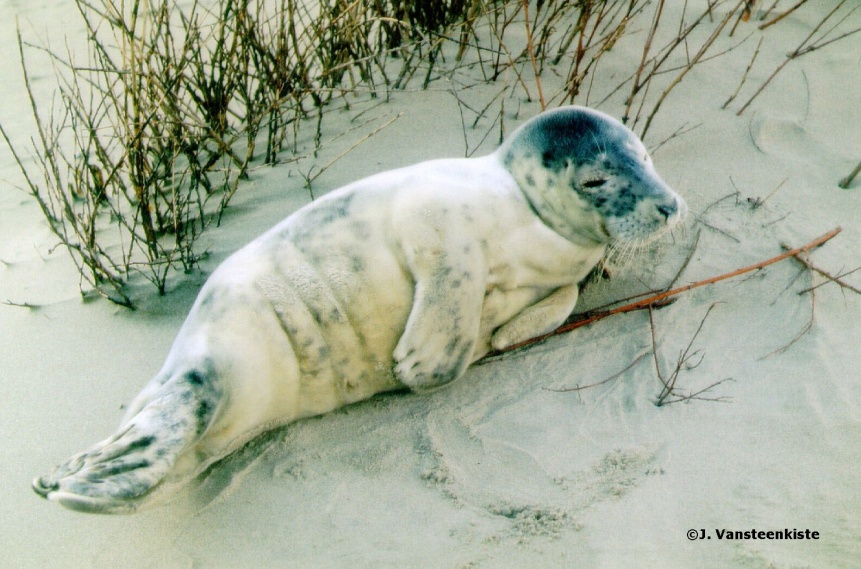 grijze zeehonden