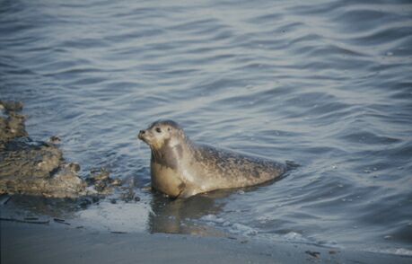 zeehonden