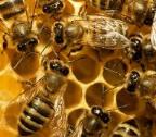 Apiculture