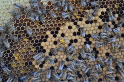 thumbnail - Les abeilles, si près de nous (Liège)