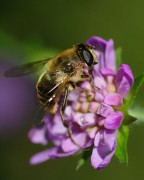 thumbnail - Wilde bijenwandeling (Oost-Vlaanderen)