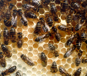 thumbnail - De wondere wereld van de bijen (Limburg)