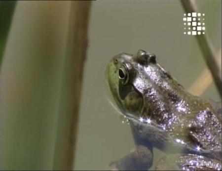 thumbnail - La grenouille taureau