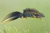 Kamsalamander