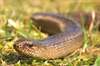 Hazelworm